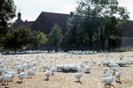 Sdschweden, Gnsehof