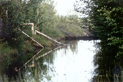 Biberdamm vor Vojmn