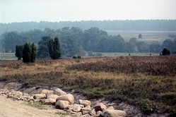 Lnerburger Heide im Morgenlicht