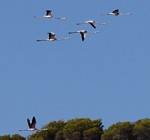 Flamingos am Camp du Domaine, Ausschnittvergrerung