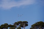 Flamingos am Camp du Domaine