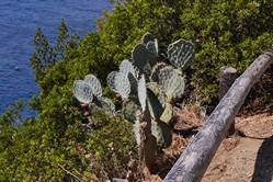Cte d'Azur - Vegetation entlang des Kstenradwegs
