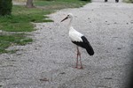 Eguisheim, Storch am Campingplatz