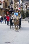 Chamonix - Downtown Pferdekutsche