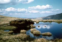 Im schottischen Hochmoor